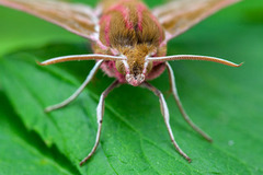 Stor snabelsvermer (Deilephila elpenor)