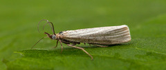 Sølvnebbmott (Crambus perlella)