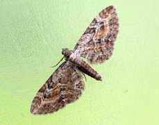 Rustdvergmåler (Eupithecia icterata)