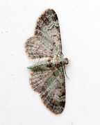 Epleblomstmåler (Pasiphila rectangulata)