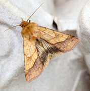 Gullfagerfly (Pyrrhia umbra)