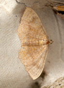 Gullmåler (Camptogramma bilineata)