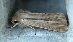 Brungult gressfly (Mythimna impura)