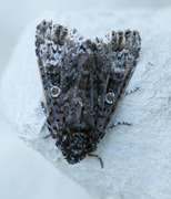 Askekveldfly (Craniophora ligustri)