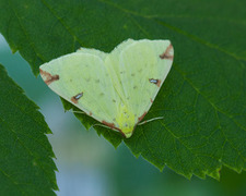 Sitronmåler (Opisthograptis luteolata)