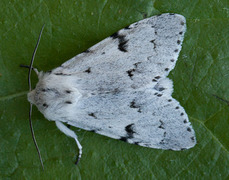 Hvitt kveldfly (Acronicta leporina)