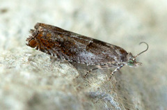 Orekveldvikler (Epinotia tenerana)