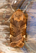 Bredbåndfly (Noctua fimbriata)