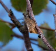 Høstbørstespinner (Orgyia antiqua)