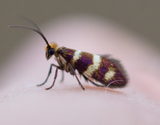 Micropterix aureatella