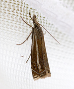 Smalstreknebbmott (Crambus lathoniellus)