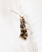 Phyllonorycter hilarella