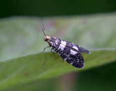 Bringebærknoppmøll (Lampronia corticella)