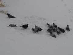 Bydue (Columba livia domestica)