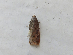 Punktflatvikler (Acleris lipsiana)