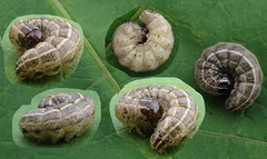 Åkerengfly (Apamea sordens)