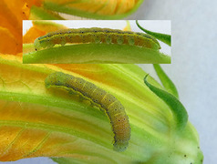 Hagelundfly (Lacanobia oleracea)