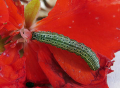 Gullfagerfly (Pyrrhia umbra)