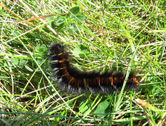 Bringebærspinner (Macrothylacia rubi)