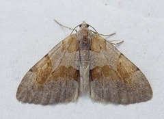 Fjærbarmåler (Pennithera firmata)