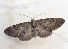 Einerdvergmåler (Eupithecia intricata)