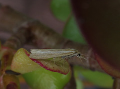 Okernebbmott (Agriphila tristella)