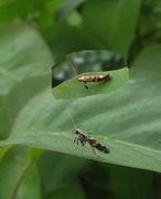 Syrinminérmøll (Gracillaria syringella)