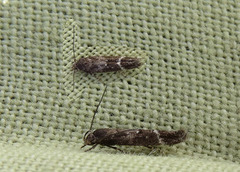 Mompha subbistrigella