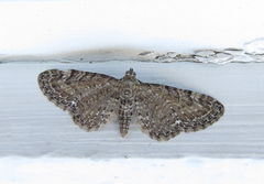 Engdvergmåler (Eupithecia satyrata)