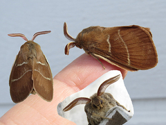 Bringebærspinner (Macrothylacia rubi)