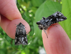 Torskemunnfly (Calophasia lunula)