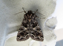 Mørkt nellikfly (Hadena bicruris)