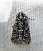 Syrekveldfly (Acronicta rumicis)