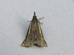 Smalstreknebbmott (Crambus lathoniellus)