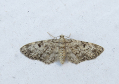 Grandvergmåler (Eupithecia tantillaria)