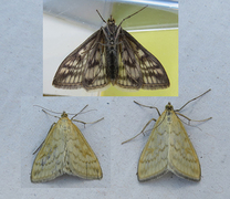 Tistelengmott (Sitochroa verticalis)