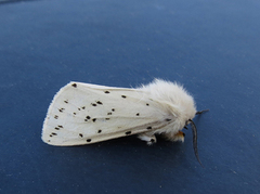 Punkttigerspinner (Spilosoma lubricipeda)