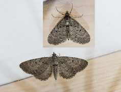 Einerdvergmåler (Eupithecia intricata)