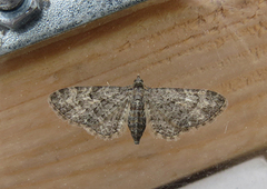 Grumset dvergmåler (Eupithecia subfuscata)