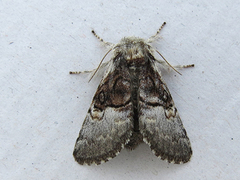 Hasselmunkefly (Colocasia coryli)