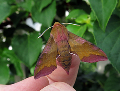 Liten snabelsvermer (Deilephila porcellus)