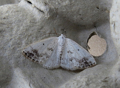 Båndhermelinmåler (Lomographa temerata)