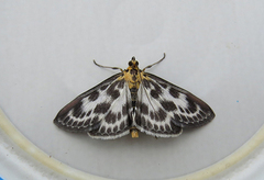 Nesleengmott (Anania hortulata)