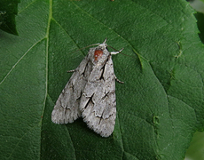 Psikveldfly (Acronicta psi)