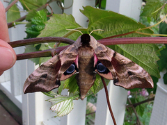 Kveldpåfugløye (Smerinthus ocellata)