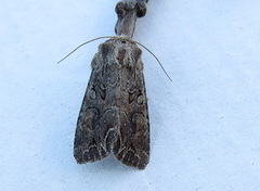 Brunt lundfly (Lacanobia suasa)