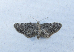 Grumset dvergmåler (Eupithecia subfuscata)