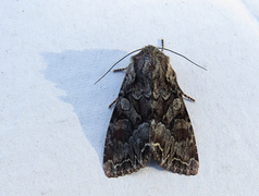 Busklundfly (Lacanobia thalassina)