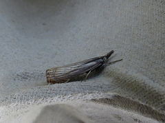 Smalstreknebbmott (Crambus lathoniellus)