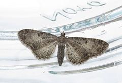 Grumset dvergmåler (Eupithecia subfuscata)